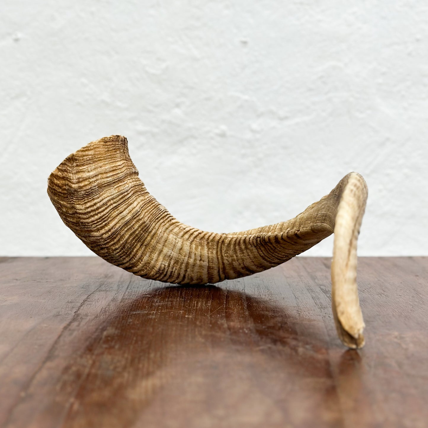 Natural Merino Ram Horn - South Africa