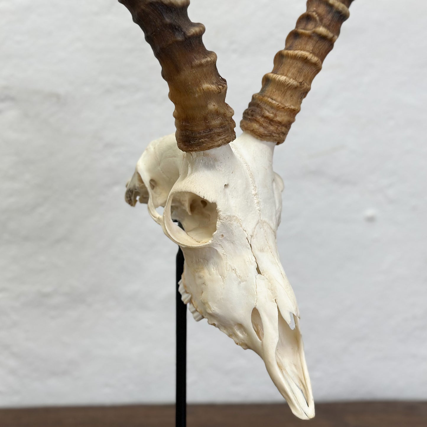 Natural Impala Skull - South Africa