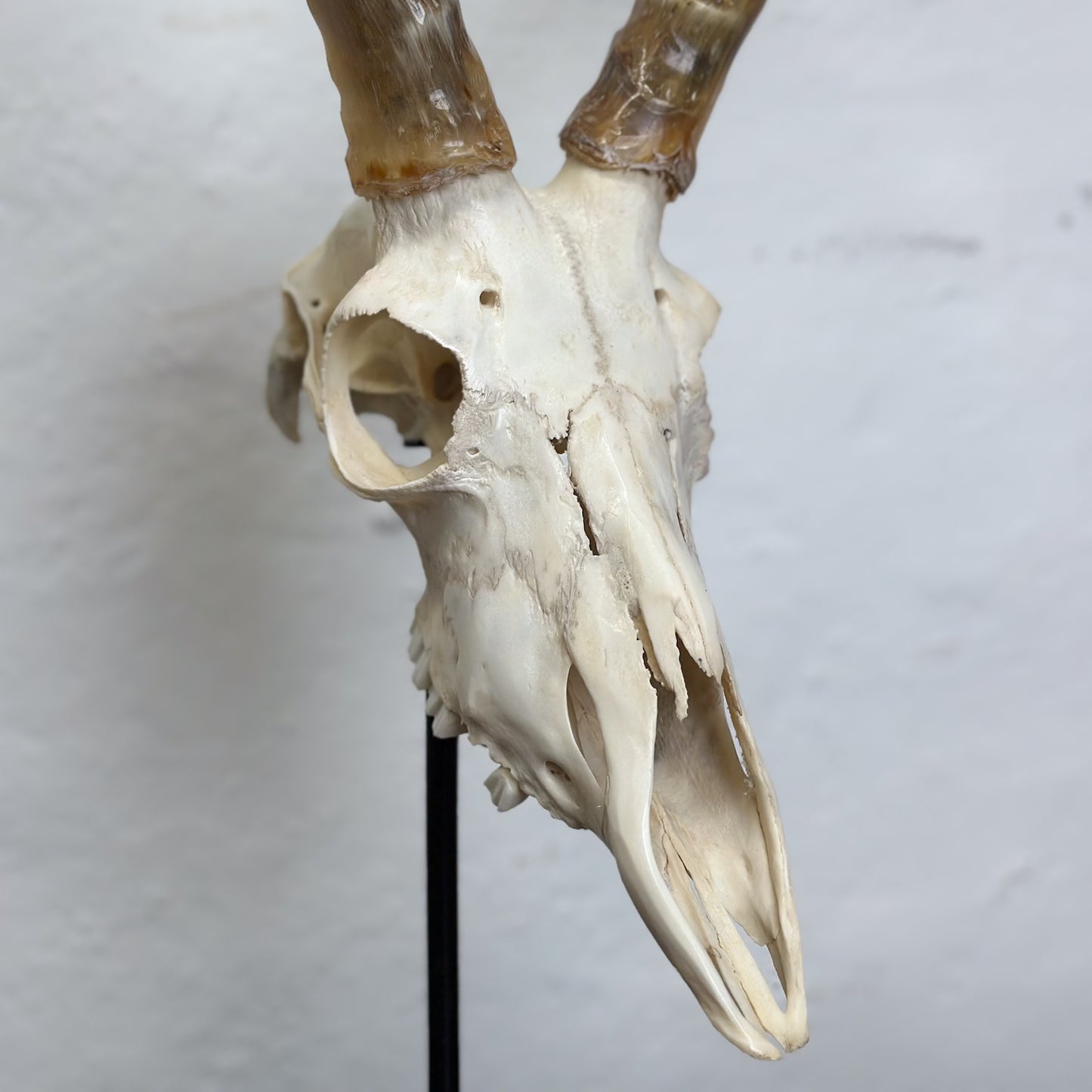 Polished Impala Skull - South Africa