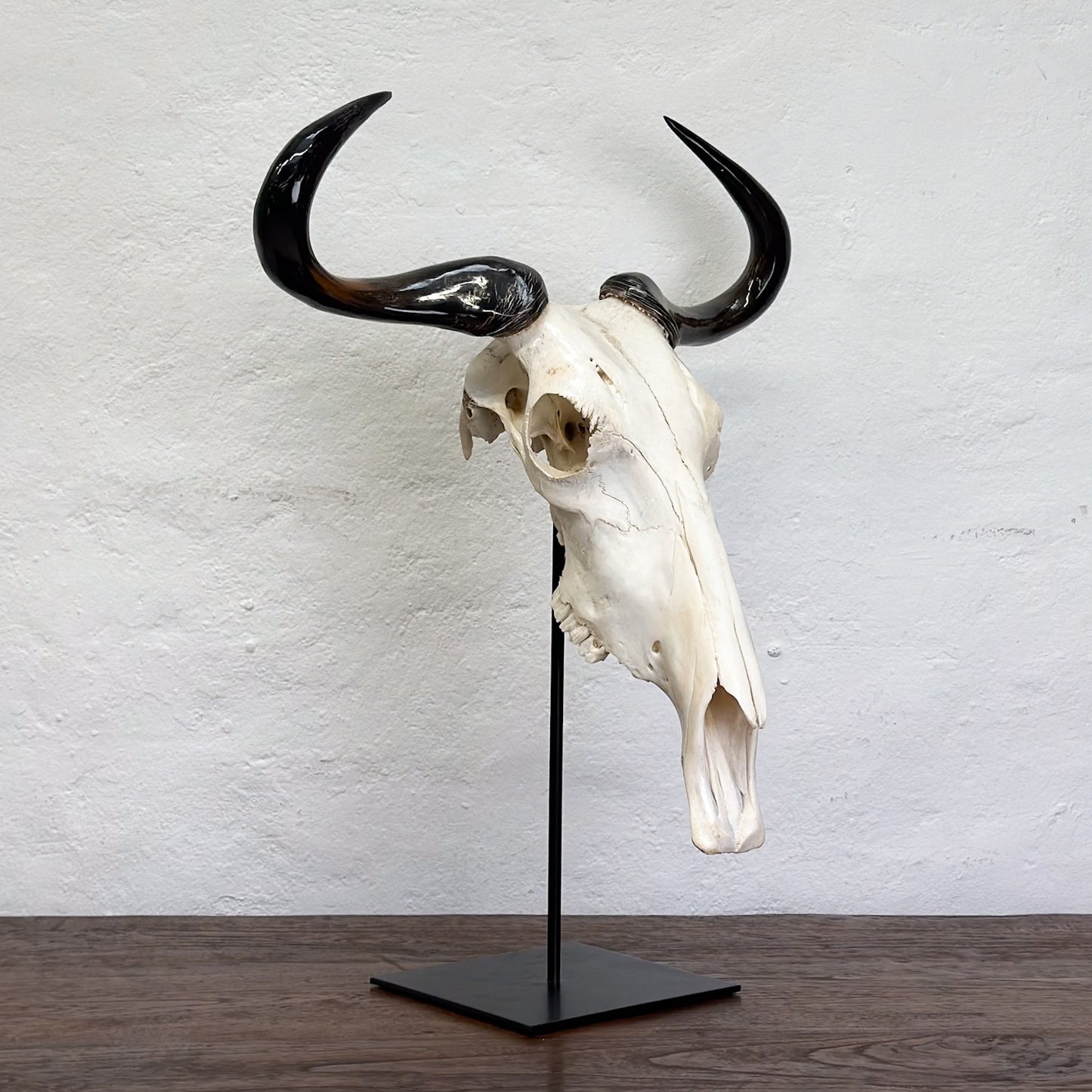 Polished Blue Wildebeest Skull - South Africa