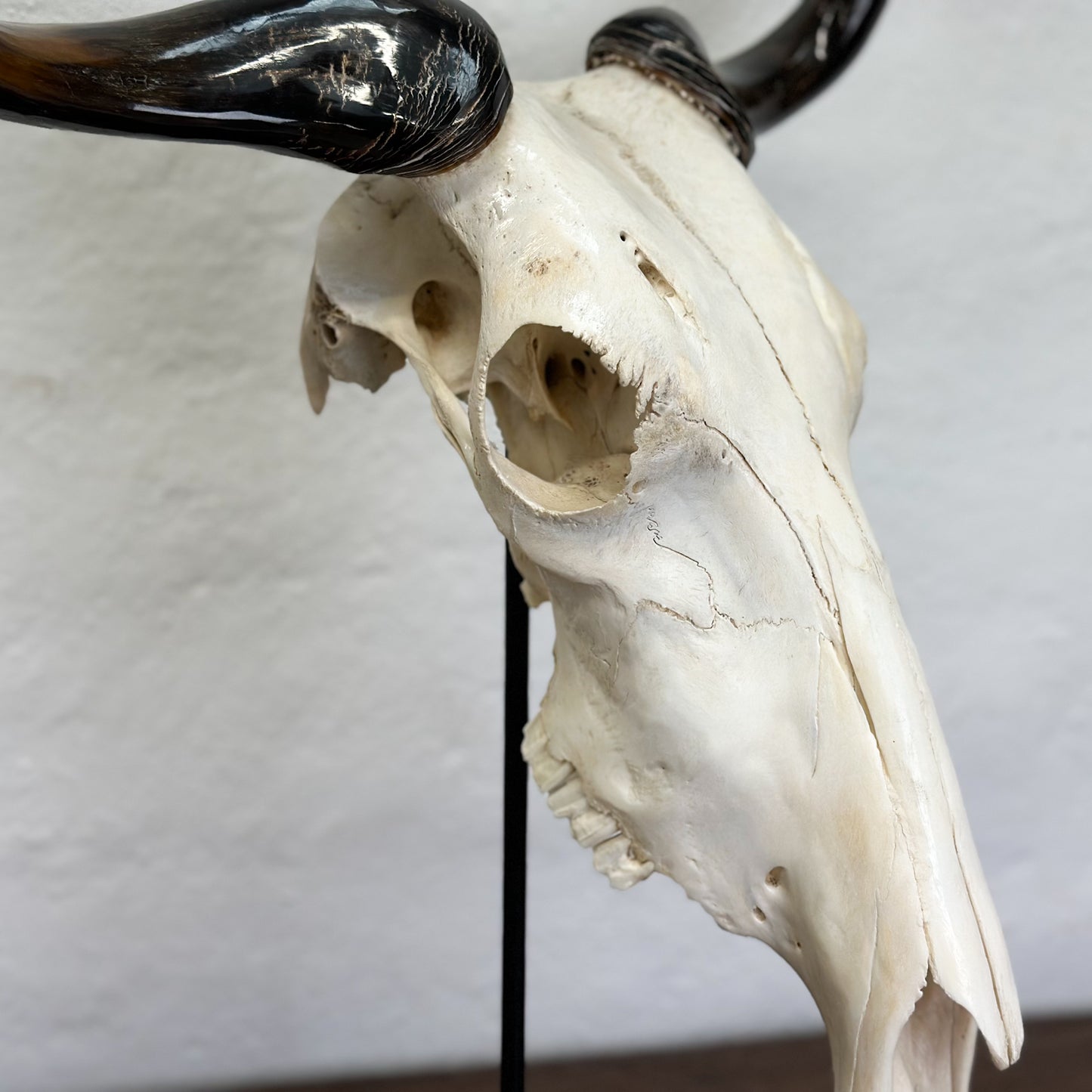 Polished Blue Wildebeest Skull - South Africa