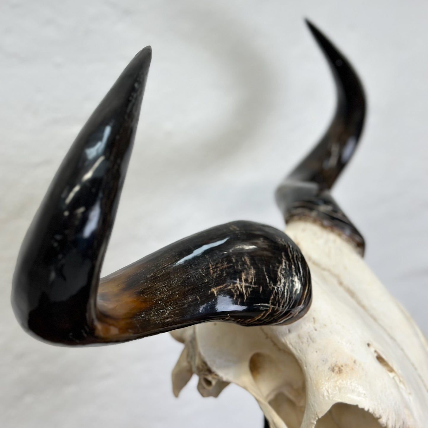 Polished Blue Wildebeest Skull - South Africa