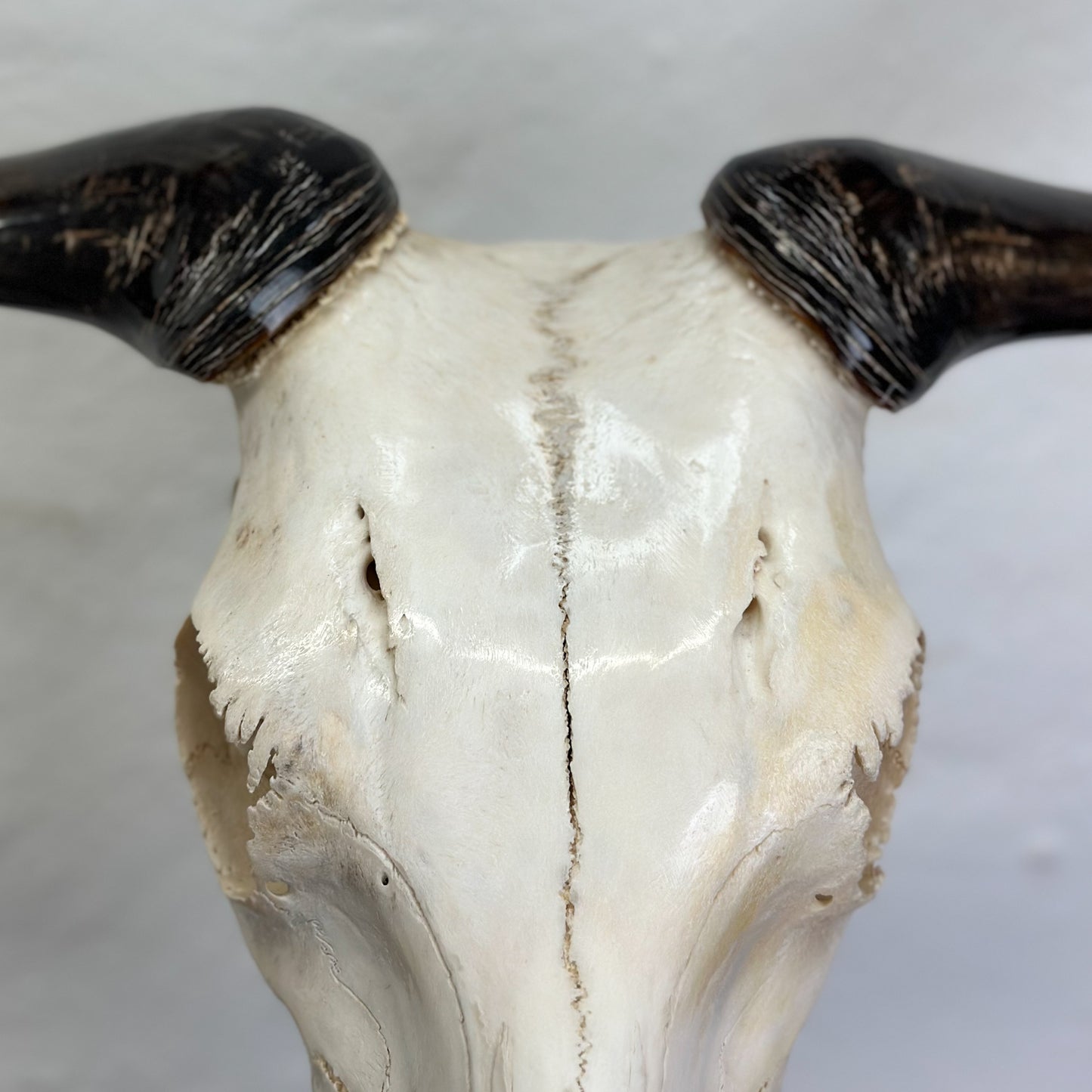 Polished Blue Wildebeest Skull - South Africa