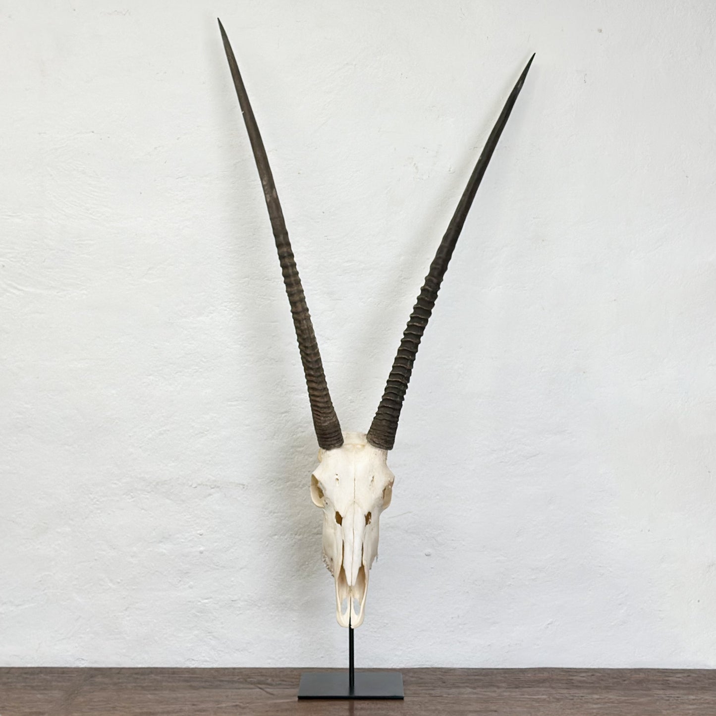 Natural Gemsbok Skull - South Africa