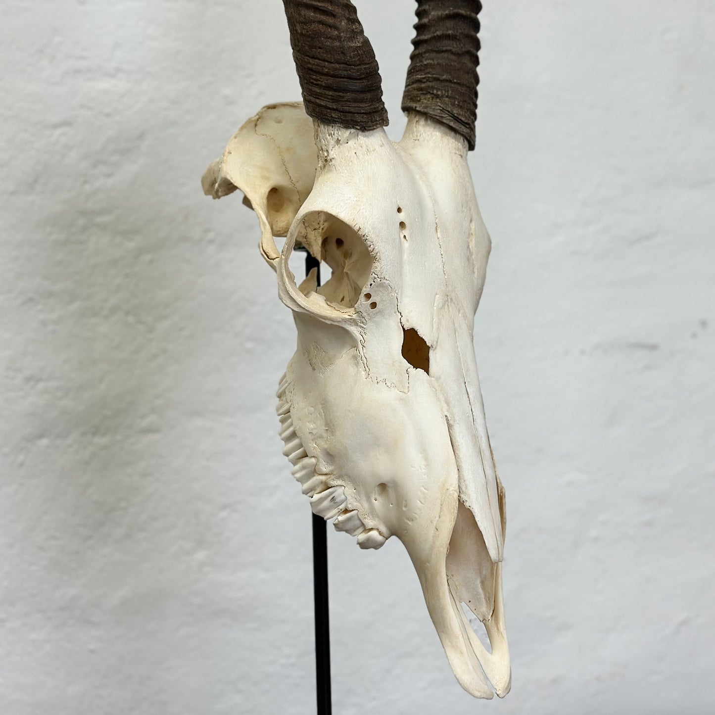 Natural Gemsbok Skull - South Africa