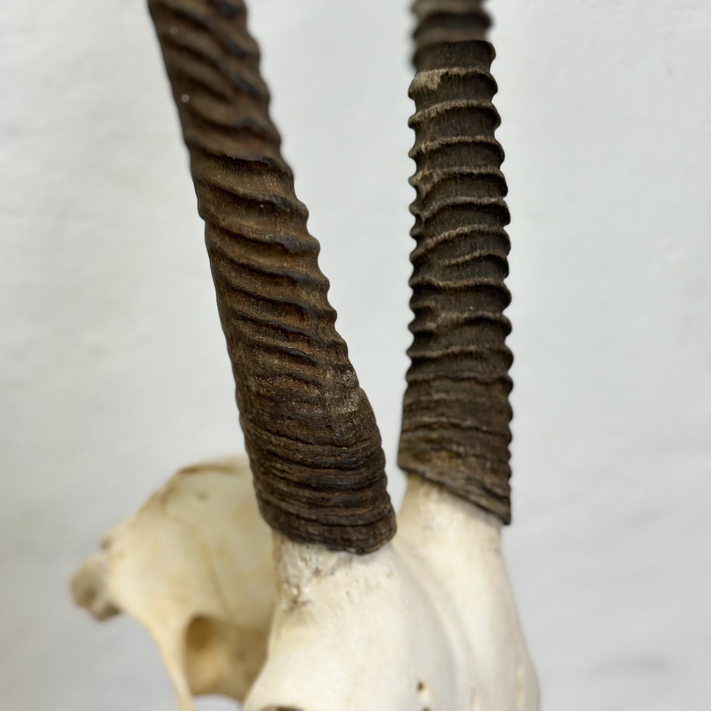 Natural Gemsbok Skull - South Africa