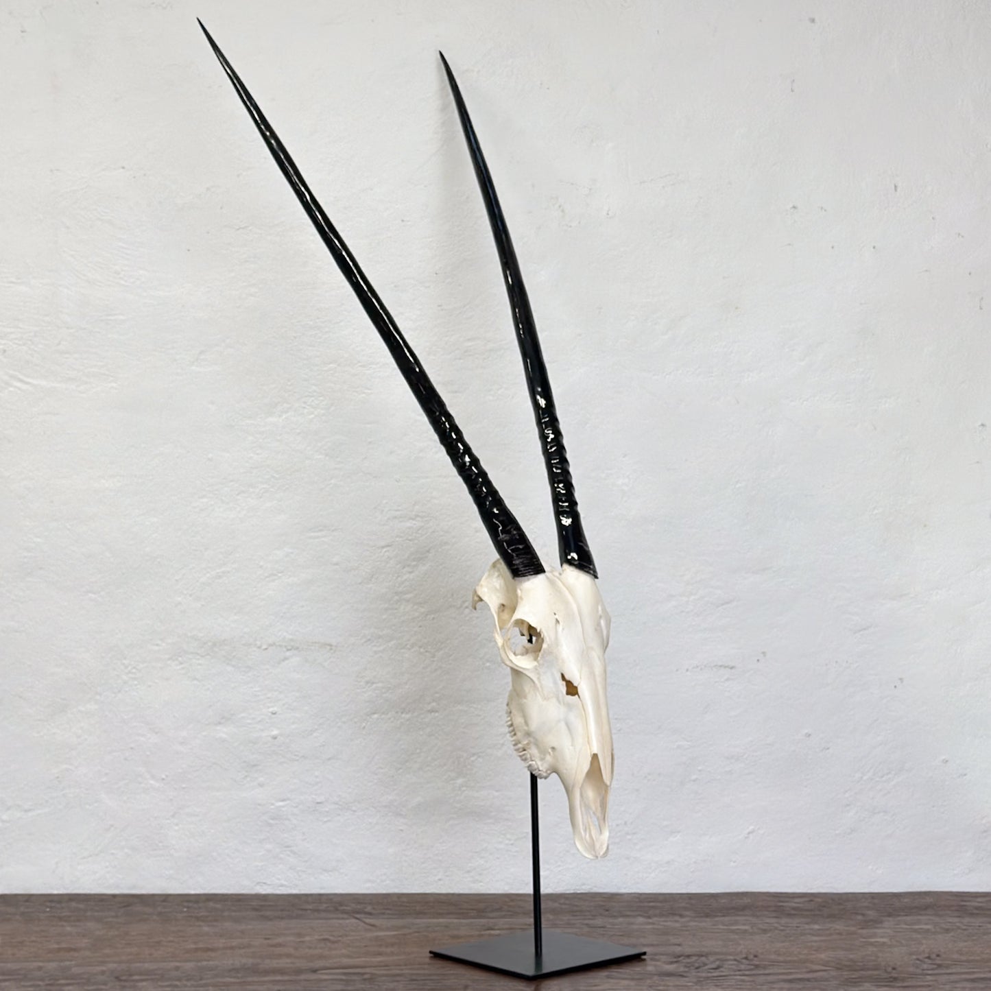 Polished Gemsbok Skull - South Africa