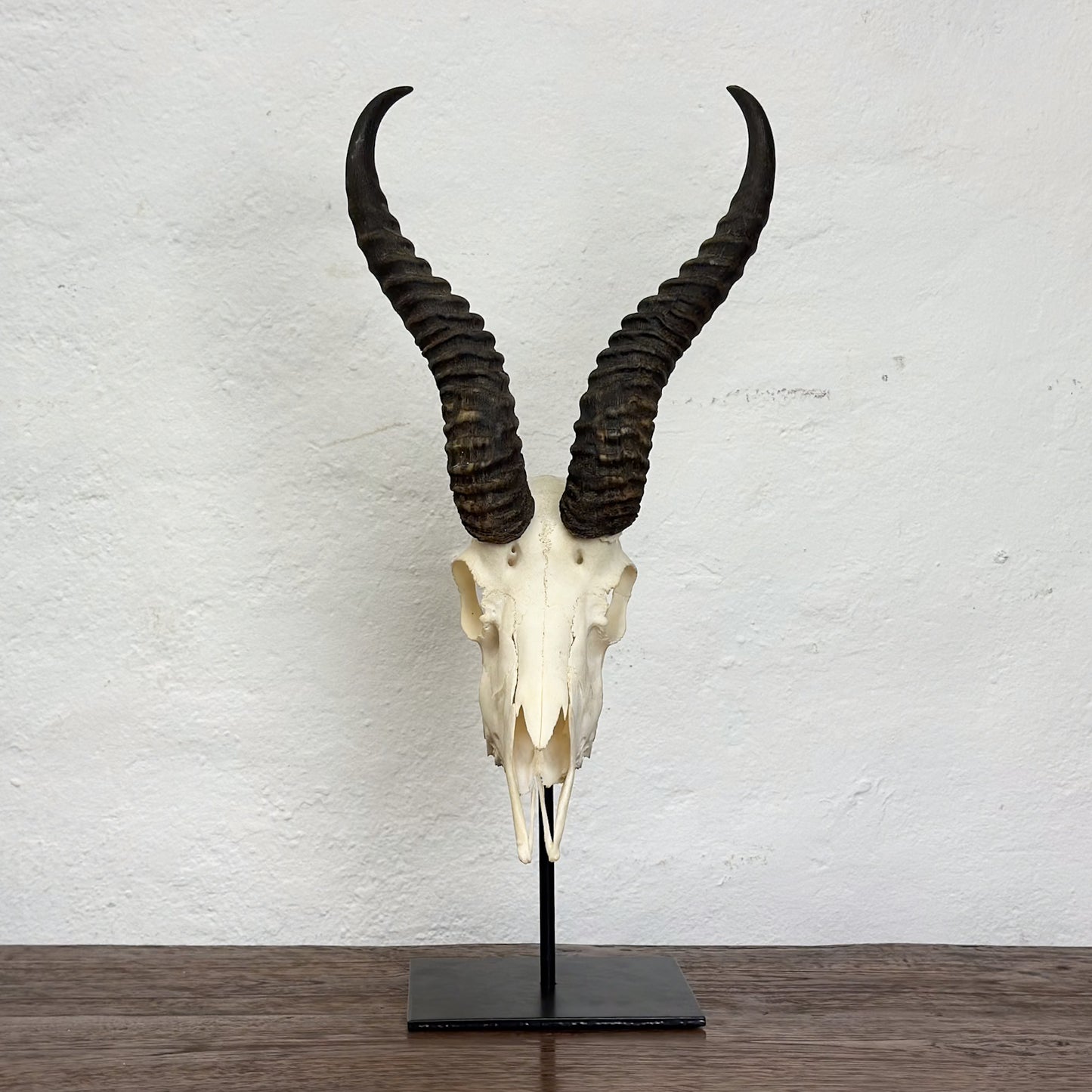 Natural Springbok Skull - South Africa