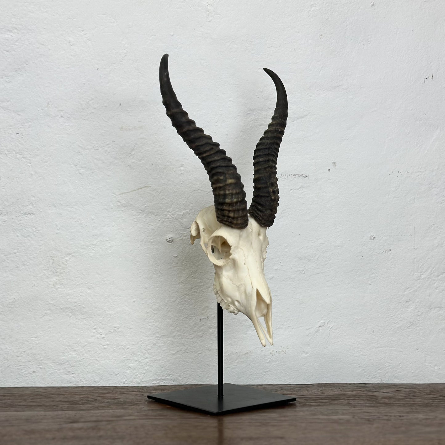 Natural Springbok Skull - South Africa