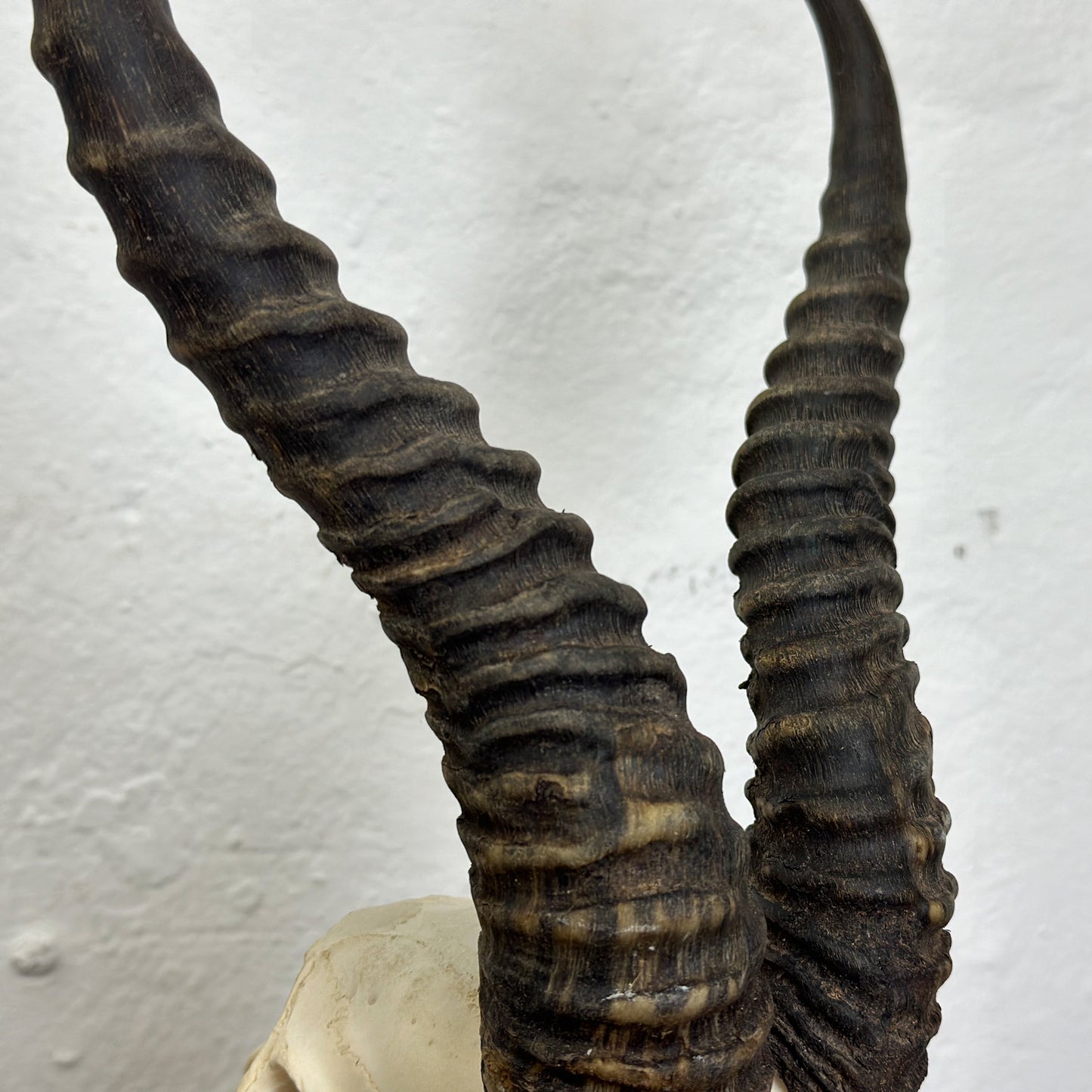 Natural Springbok Skull - South Africa