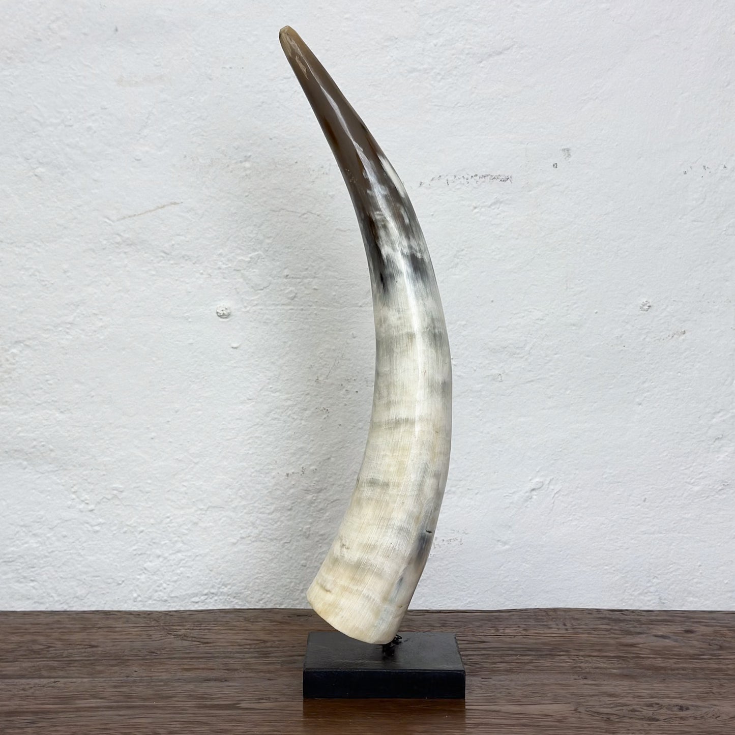 Nguni Cattle Horn - South Africa