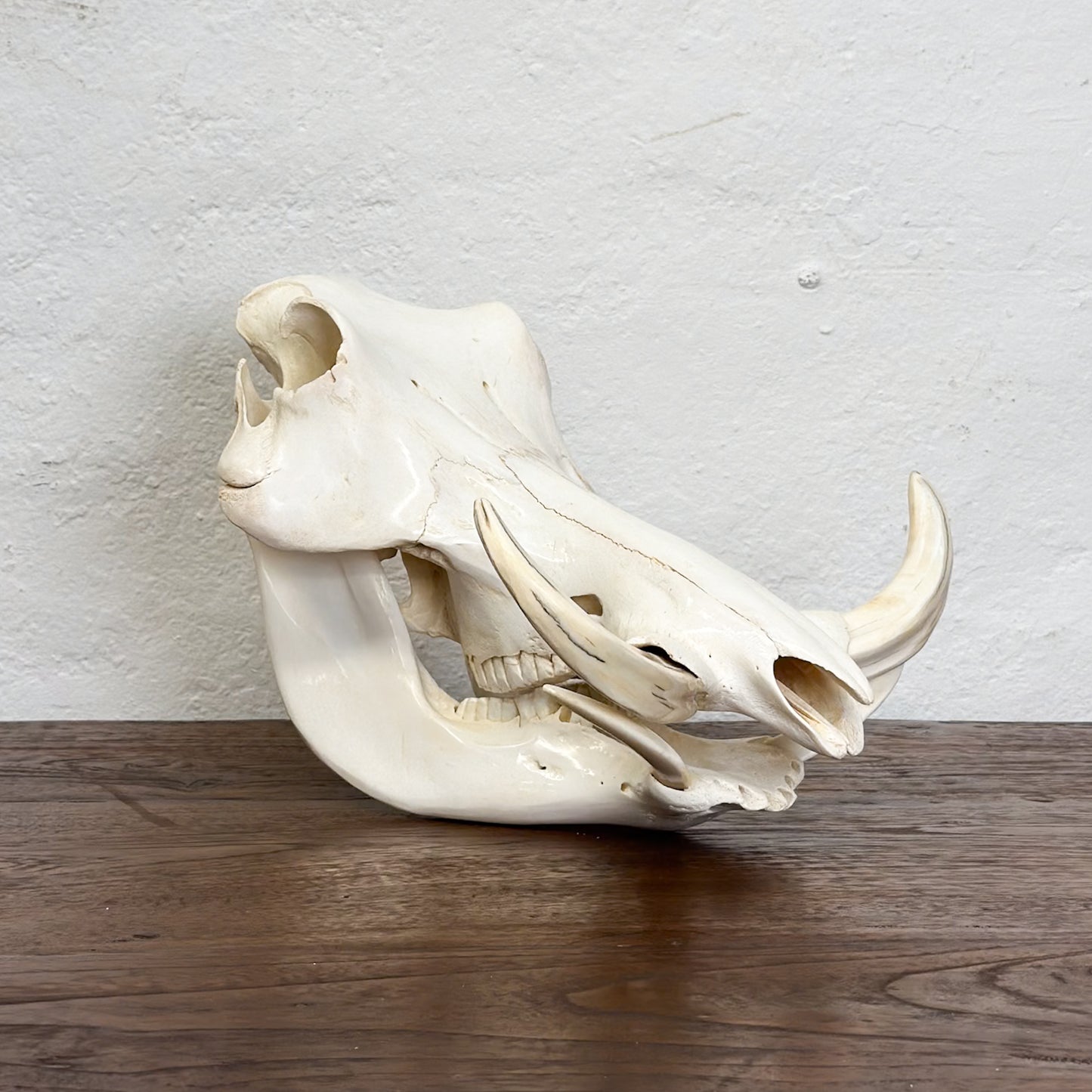 Warthog Skull - South Africa