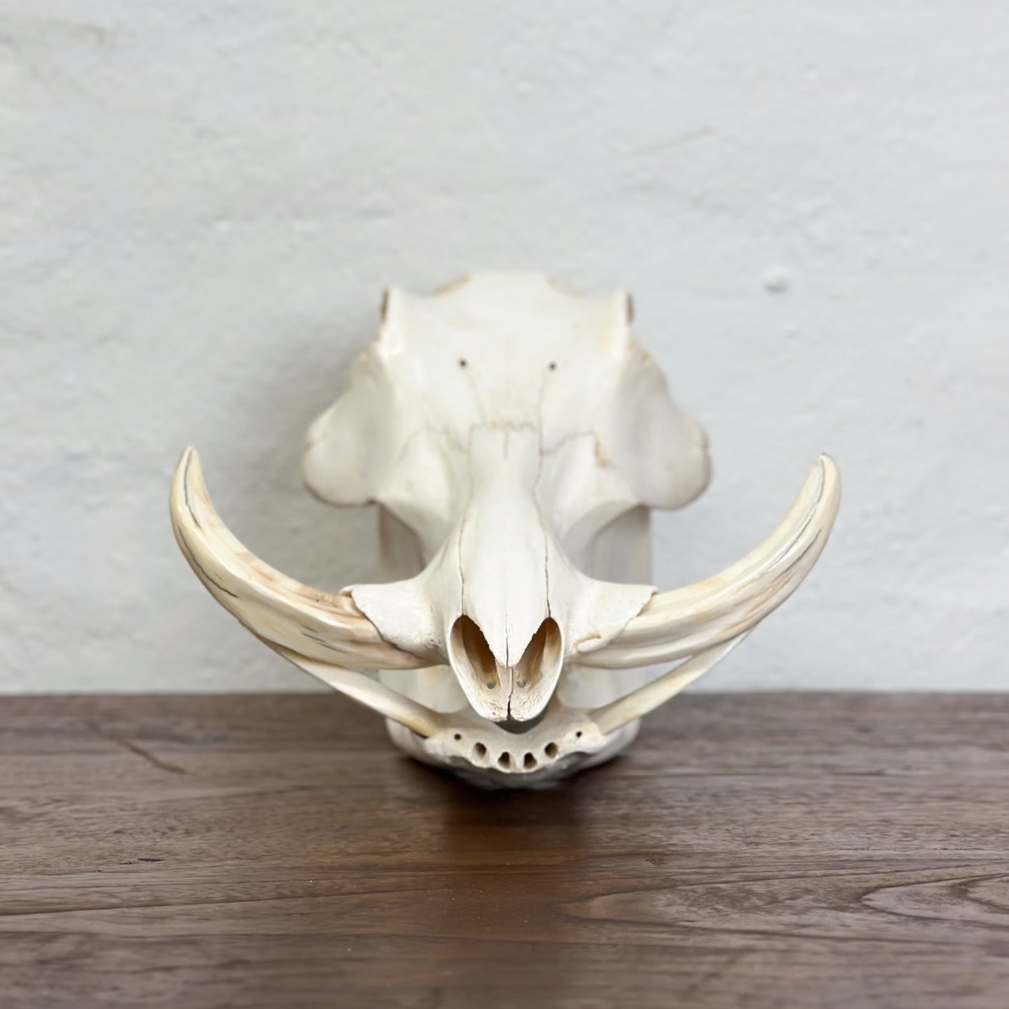 Warthog Skull - South Africa