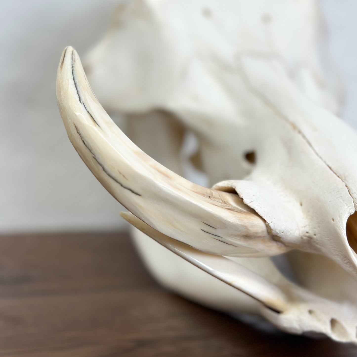 Warthog Skull - South Africa