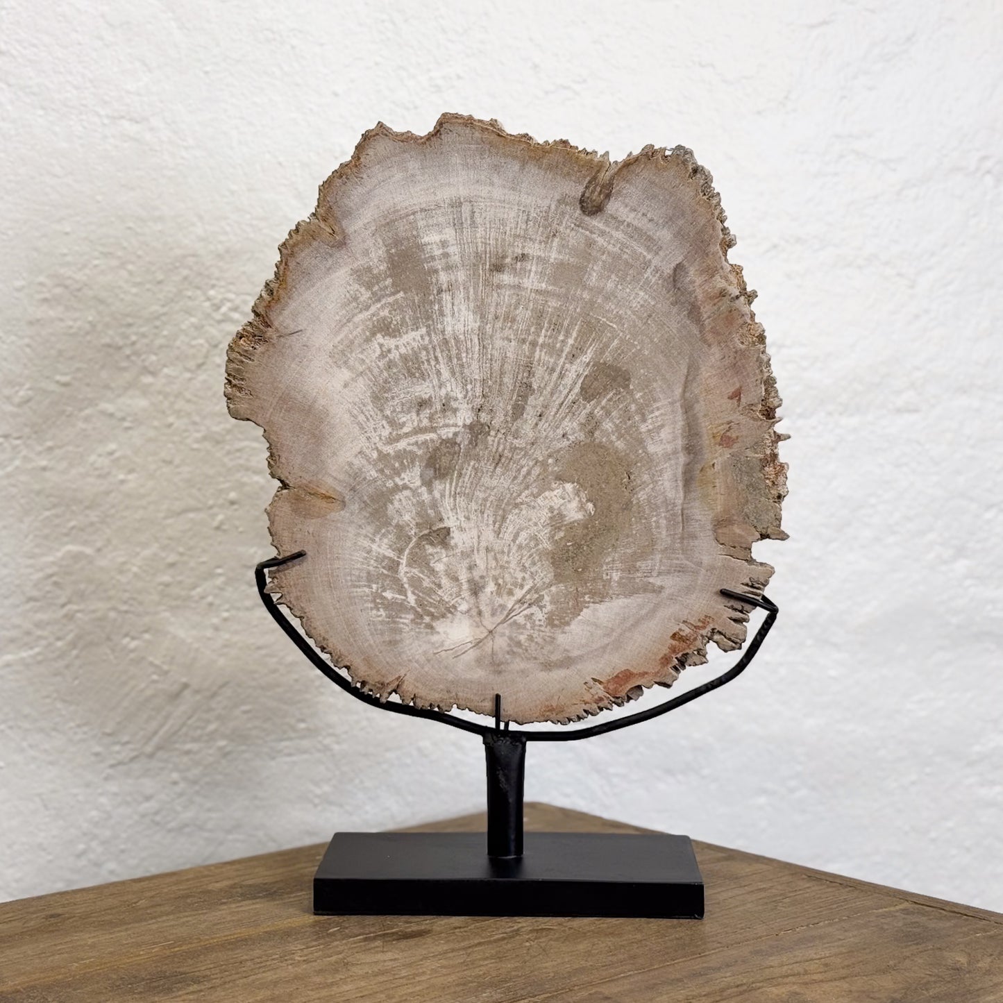 Petrified Wood Slice IV