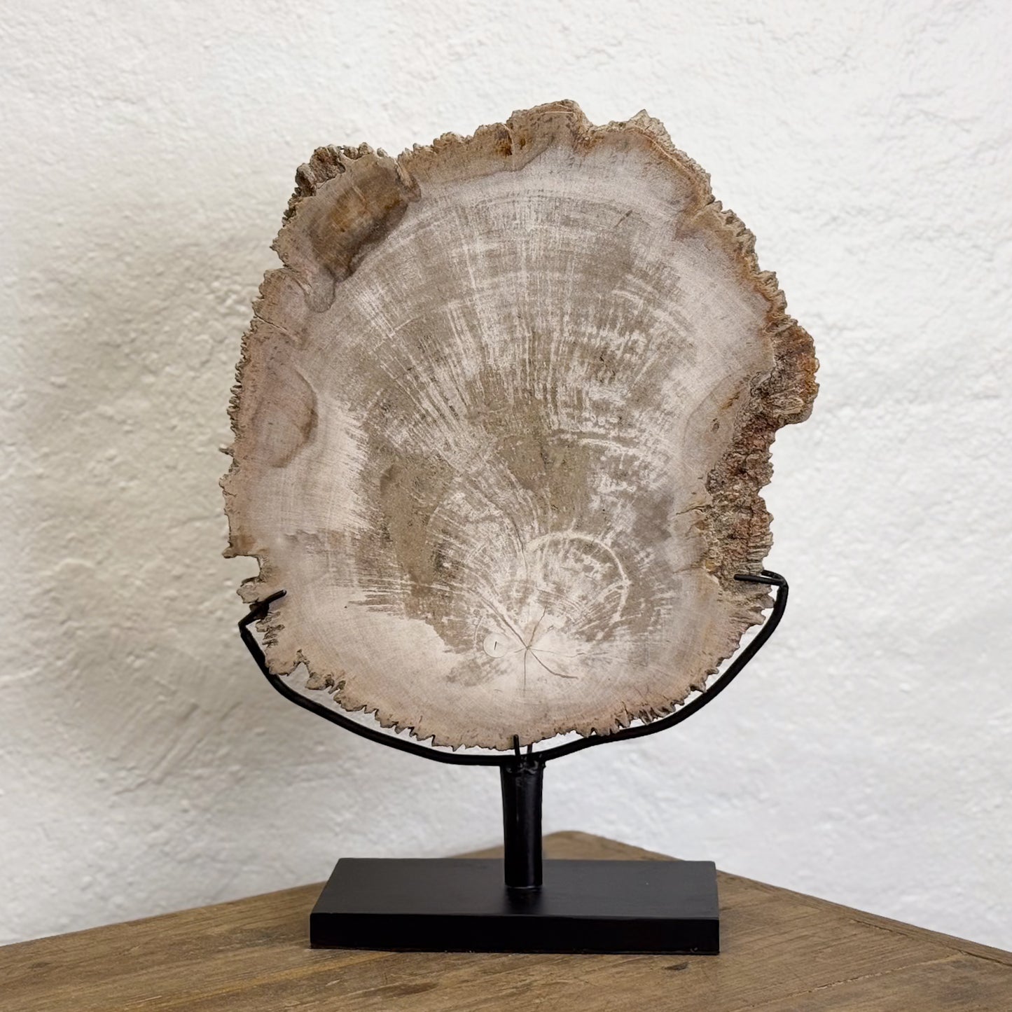 Petrified Wood Slice IV