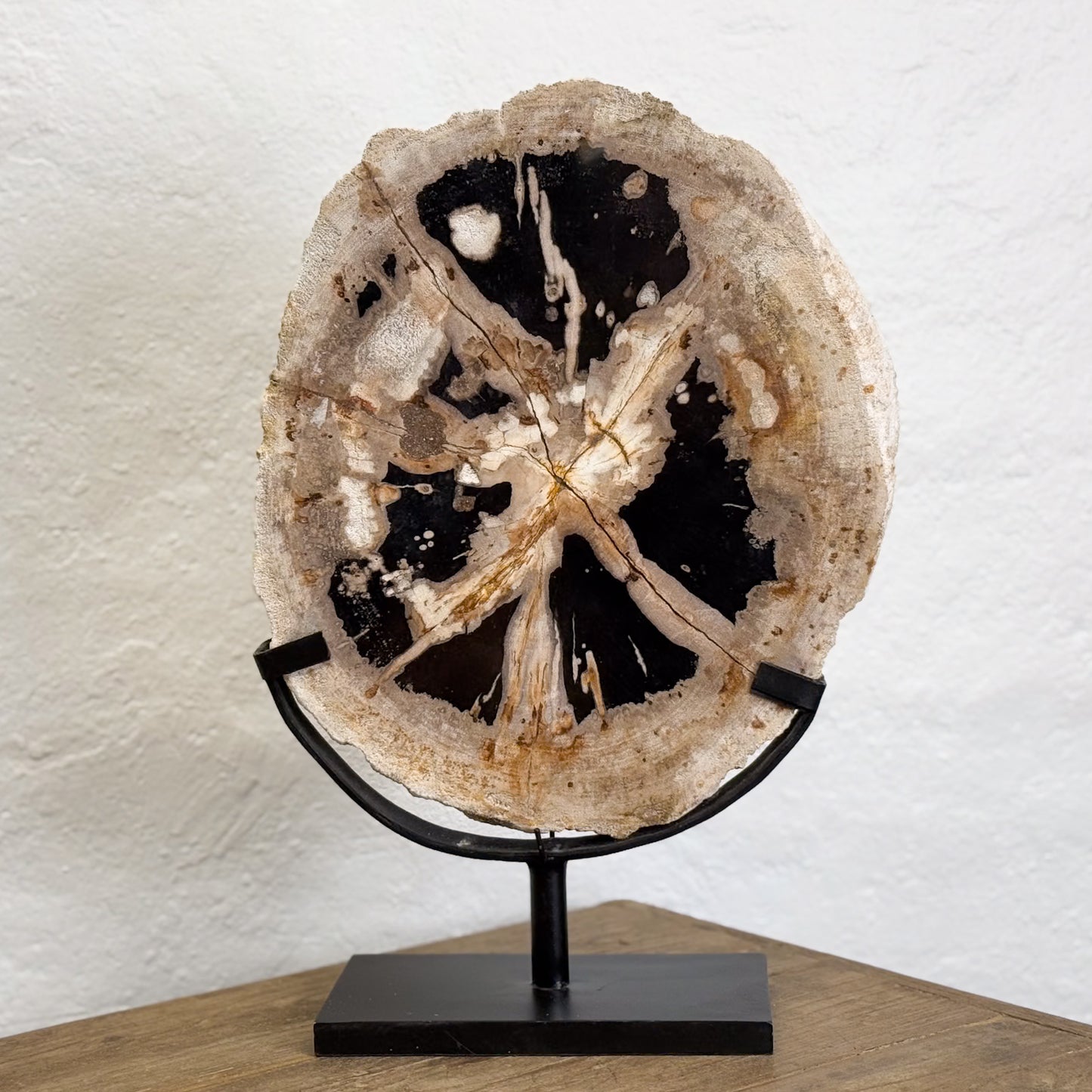 Petrified Wood Slice V