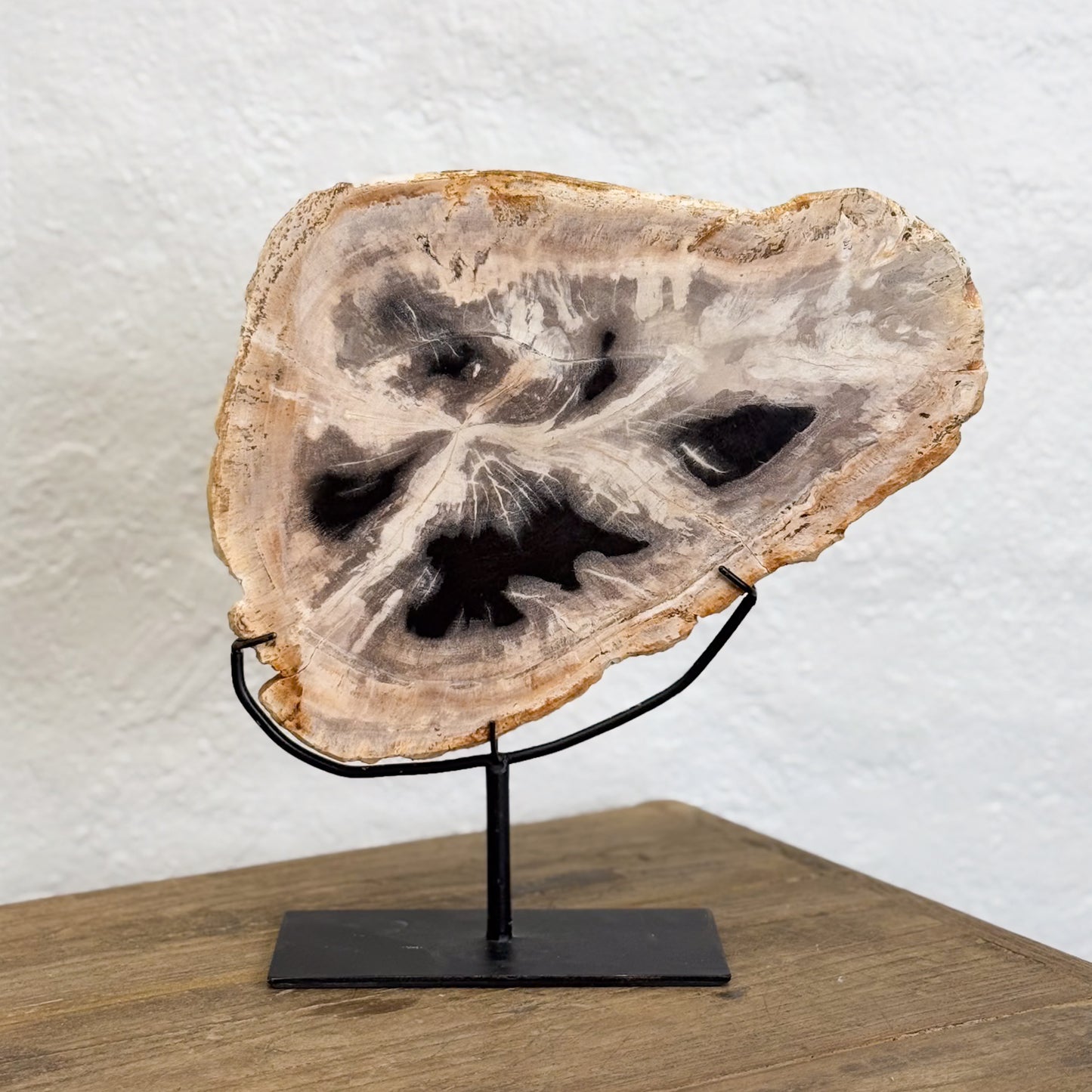 Small Petrified Wood Slice III