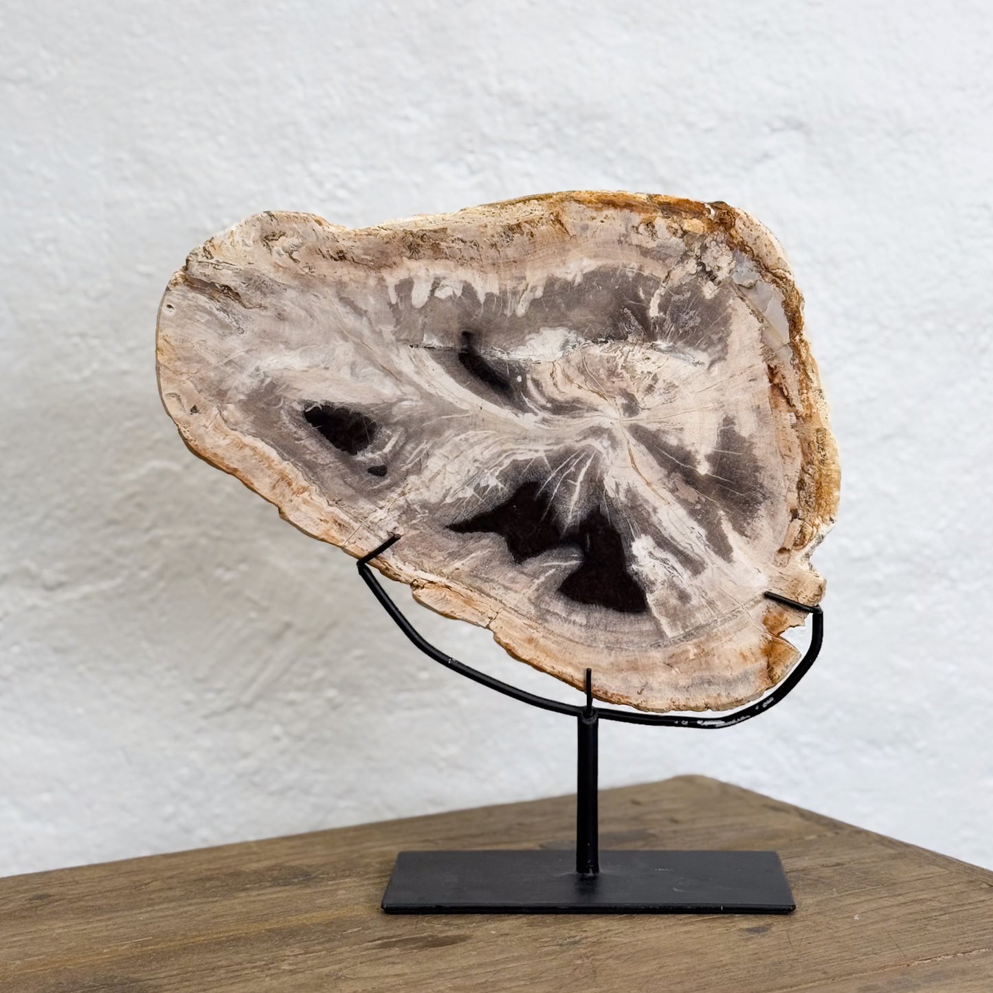 Small Petrified Wood Slice III